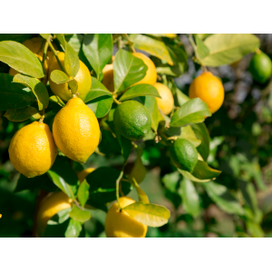 Citrónovník (Citrus limon) ´VERNA´ - výška 100-130 cm, kont. C7.5L